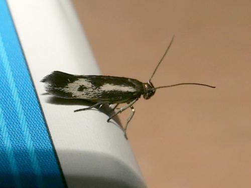 Réf. 324 502 : Scythris insulella